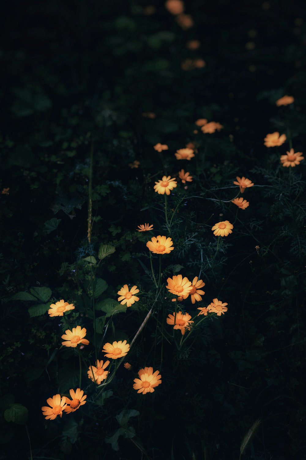 yellow-petaled flowers