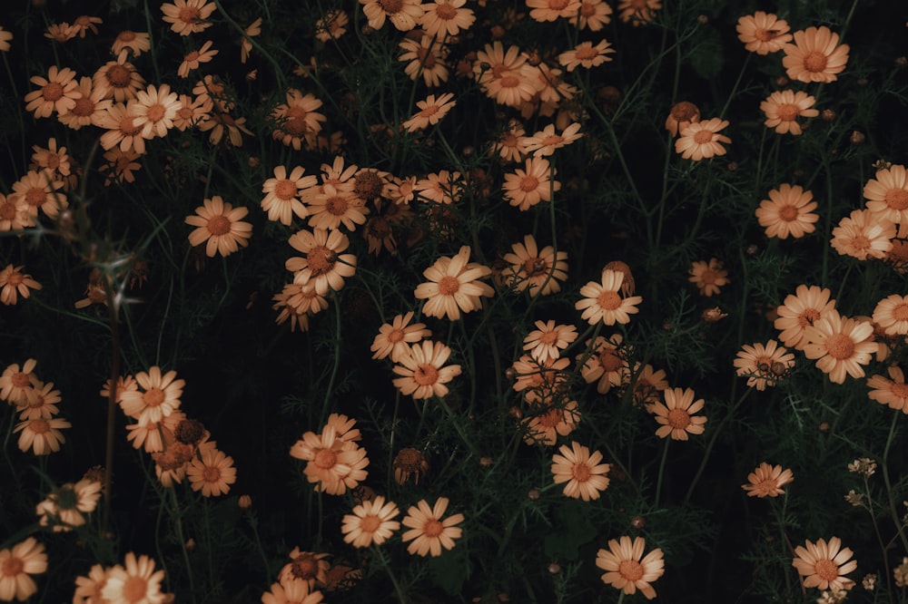 white daisy flowers