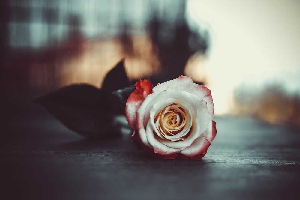 white and red rose on gray panel