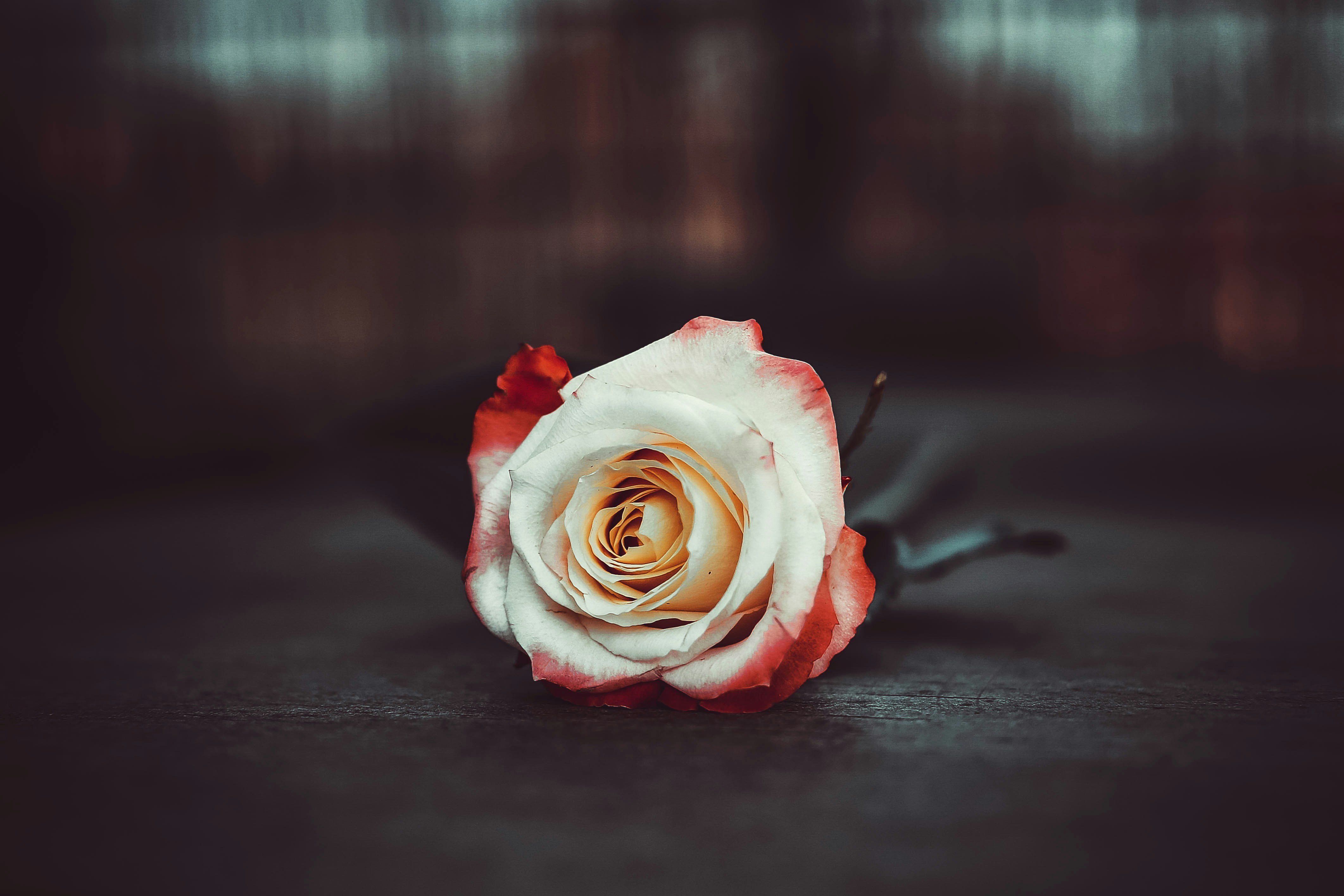 white and red rose flower in close-up photography