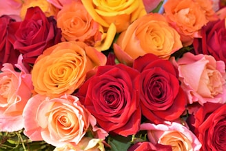 orange, red, and pink rose flower