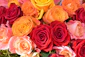 orange, red, and pink rose flower