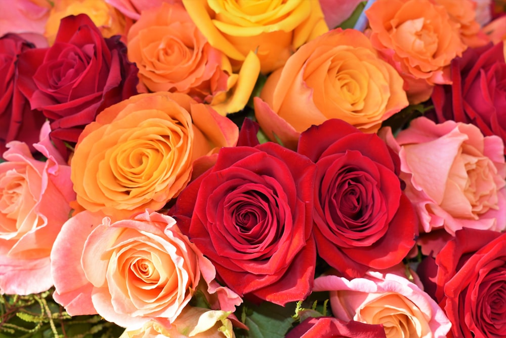 orange, red, and pink rose flower