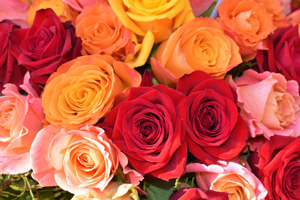 Orangefarbene, rote und rosa Rosenblüte
