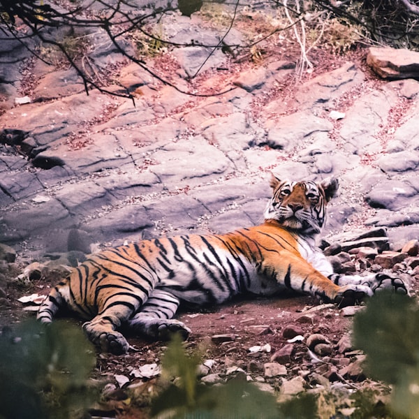 Tiger in Ranthambore