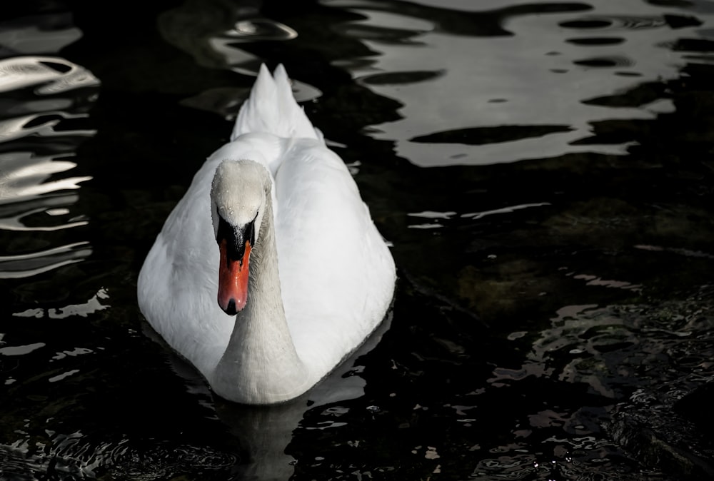selective focus photography of white swan