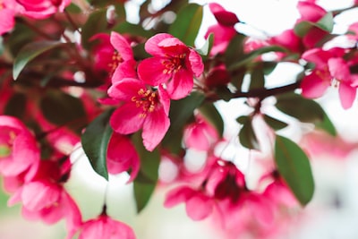 close-up photography of pink petaled flower sakura teams background