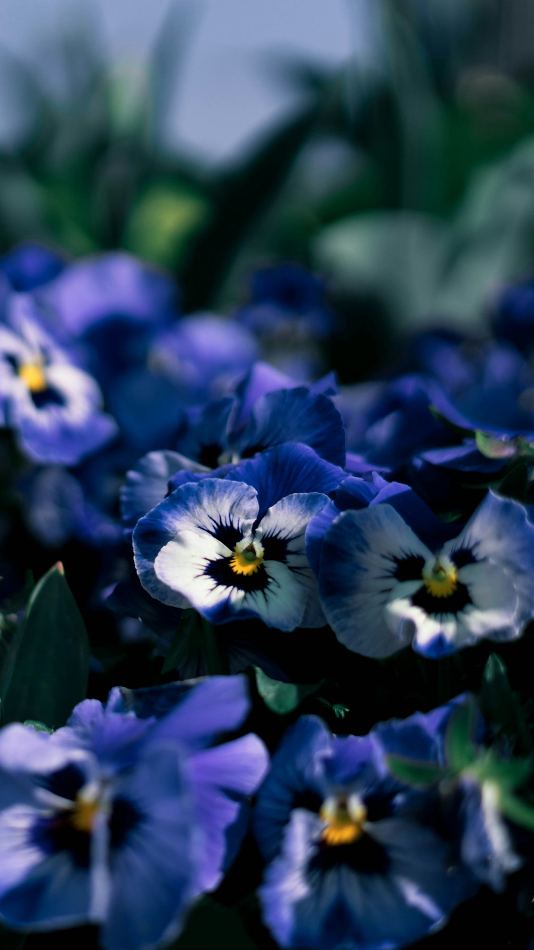 purple and white petaled flowers close-up photography