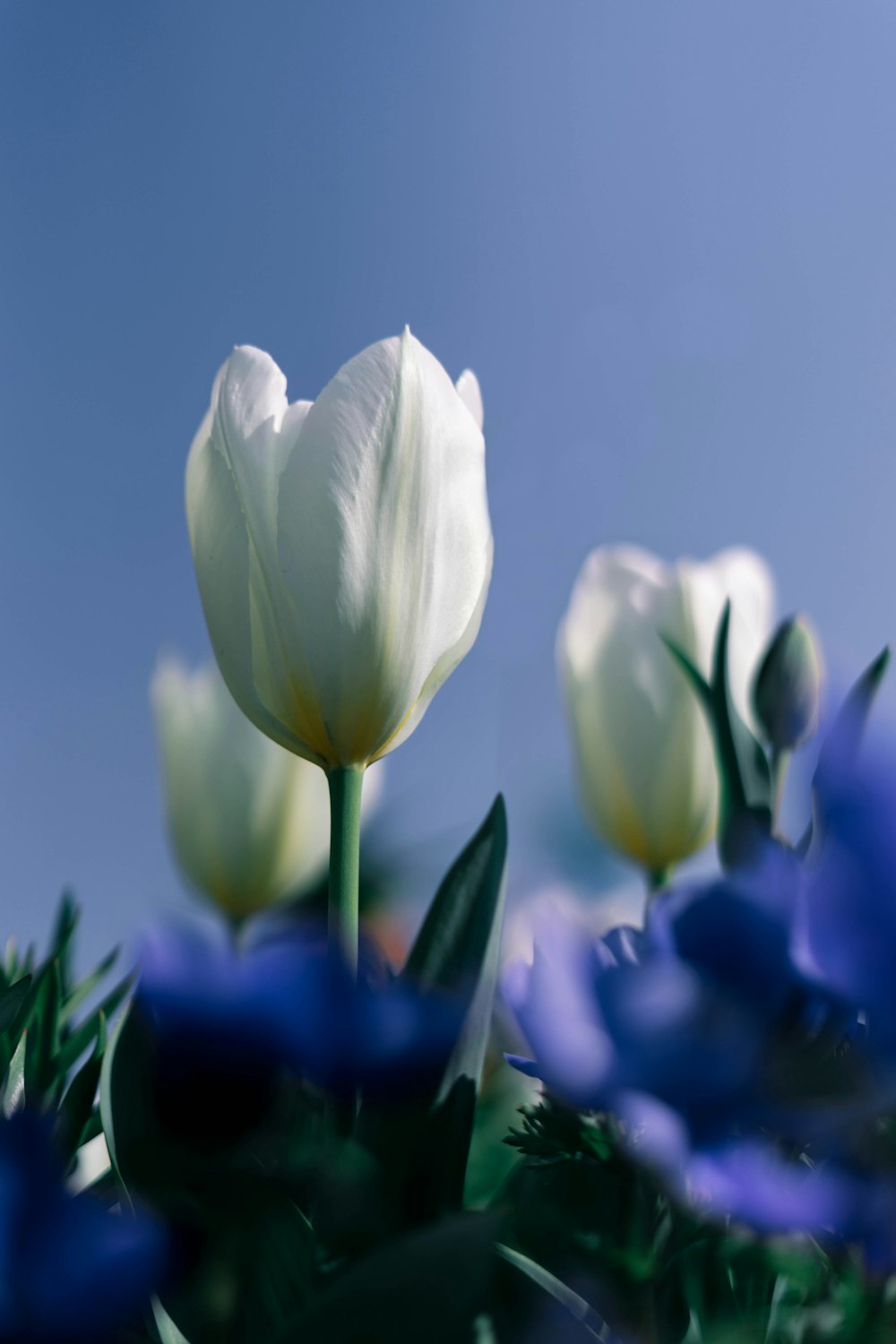 fleurs de tulipe blanche en photographie en gros plan