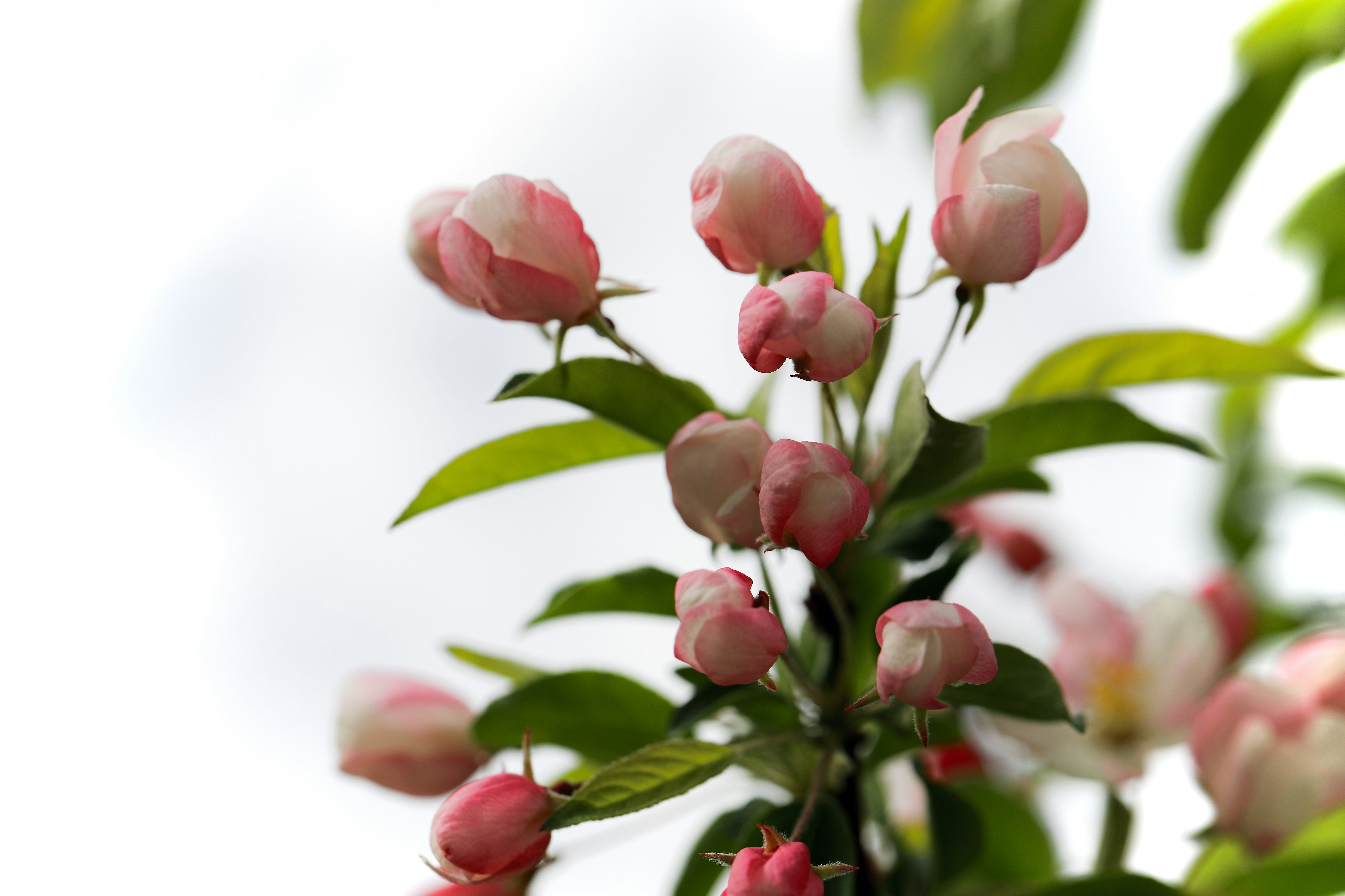 white and pink petaled flower