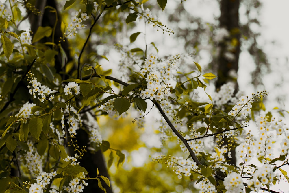 白い花びらの花の木