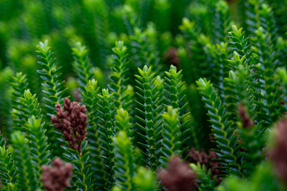 green leafed plants