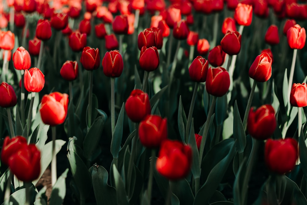 Tulipanes rojos