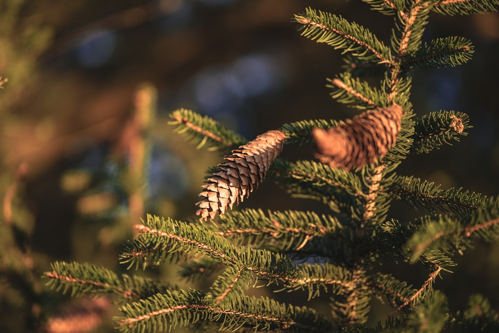 close-up photography of pinecone