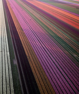multicolored flower field