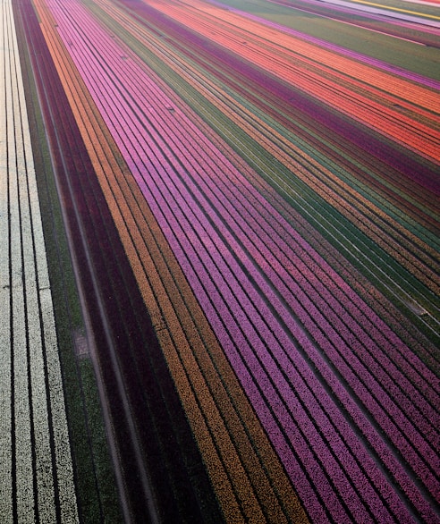 multicolored flower field