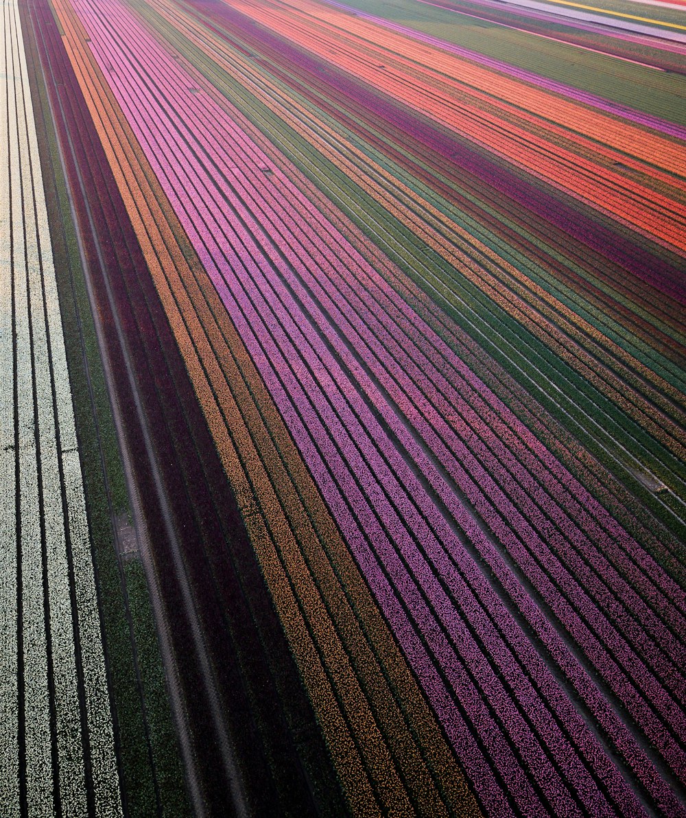 multicolored flower field