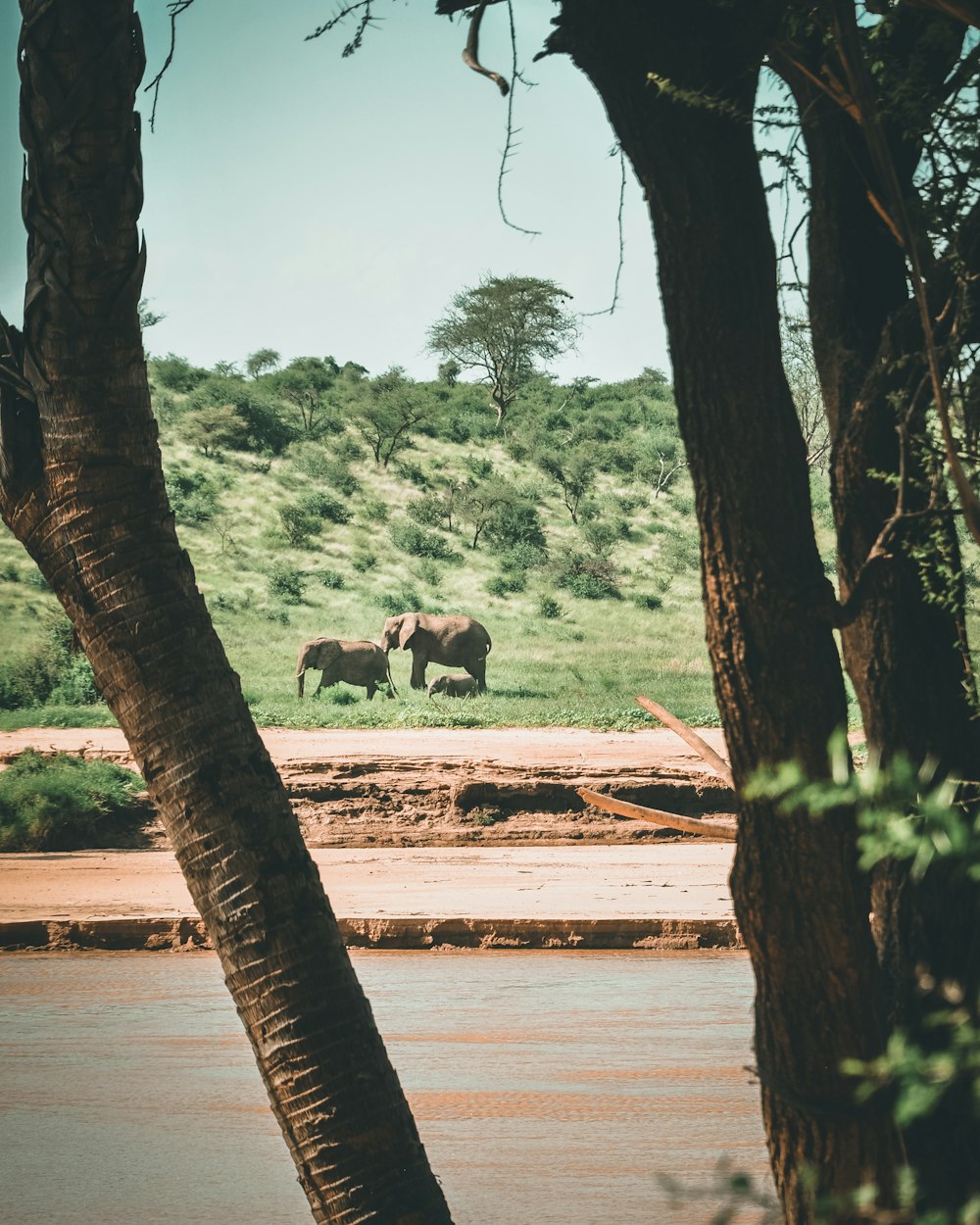 shallow focus photo of two elephants on grass field during daytime