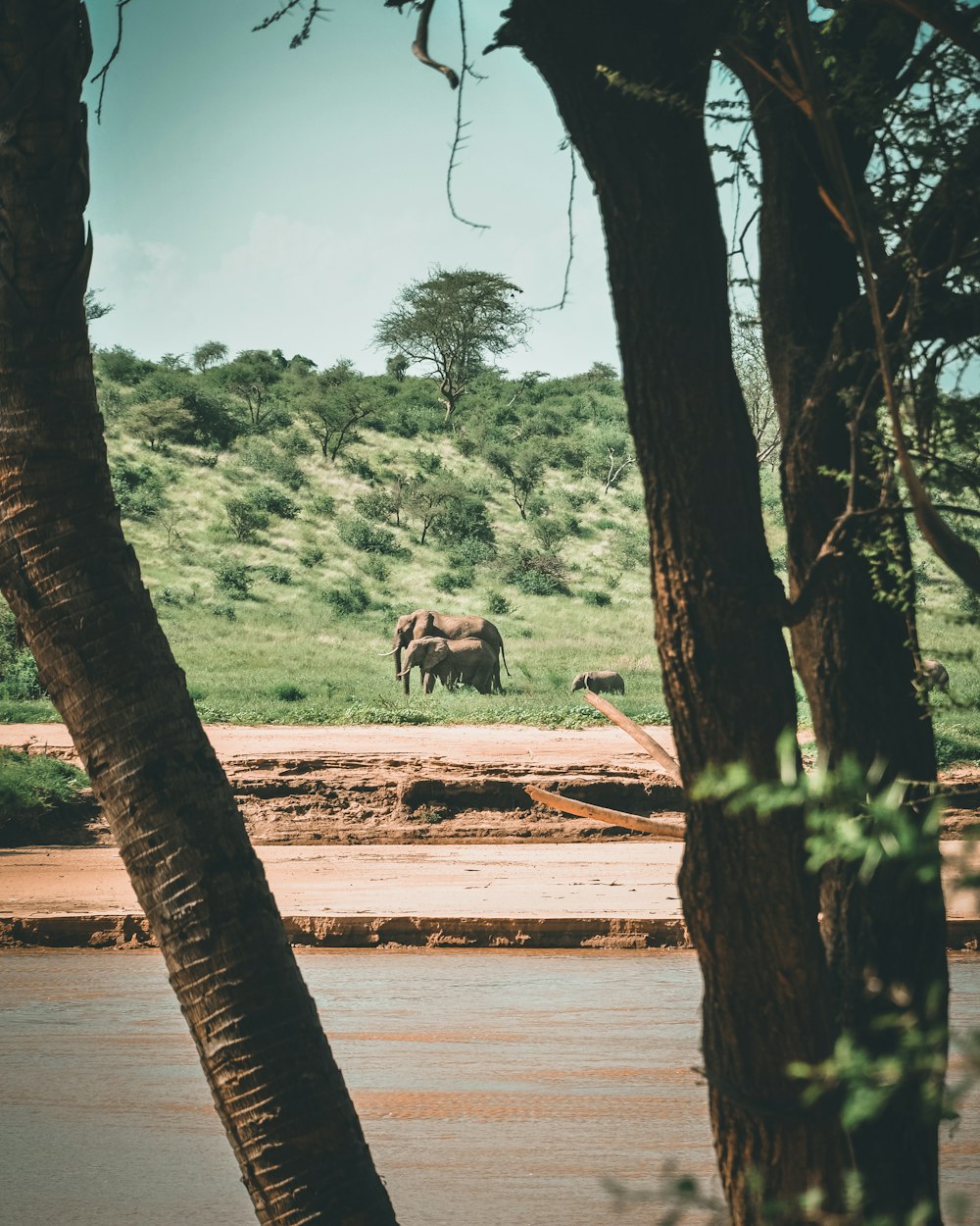 two elephant in a field during dayitme