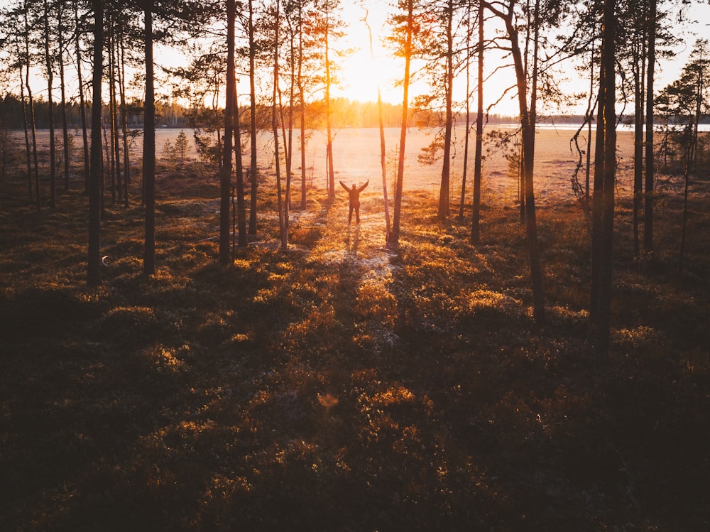 person standing on forest during sunset