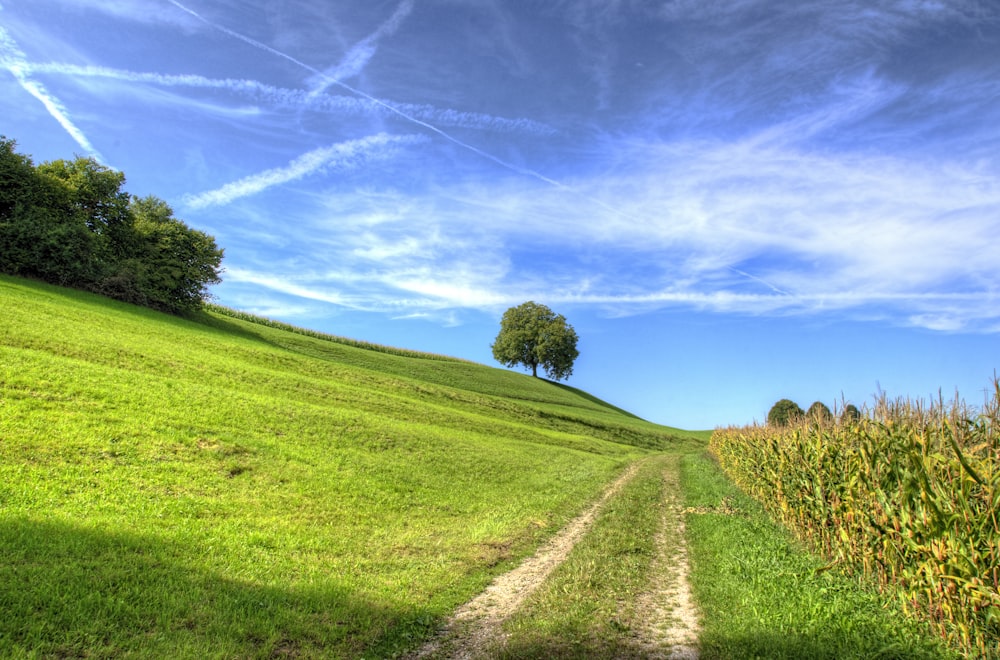 grass field under cloudy sky