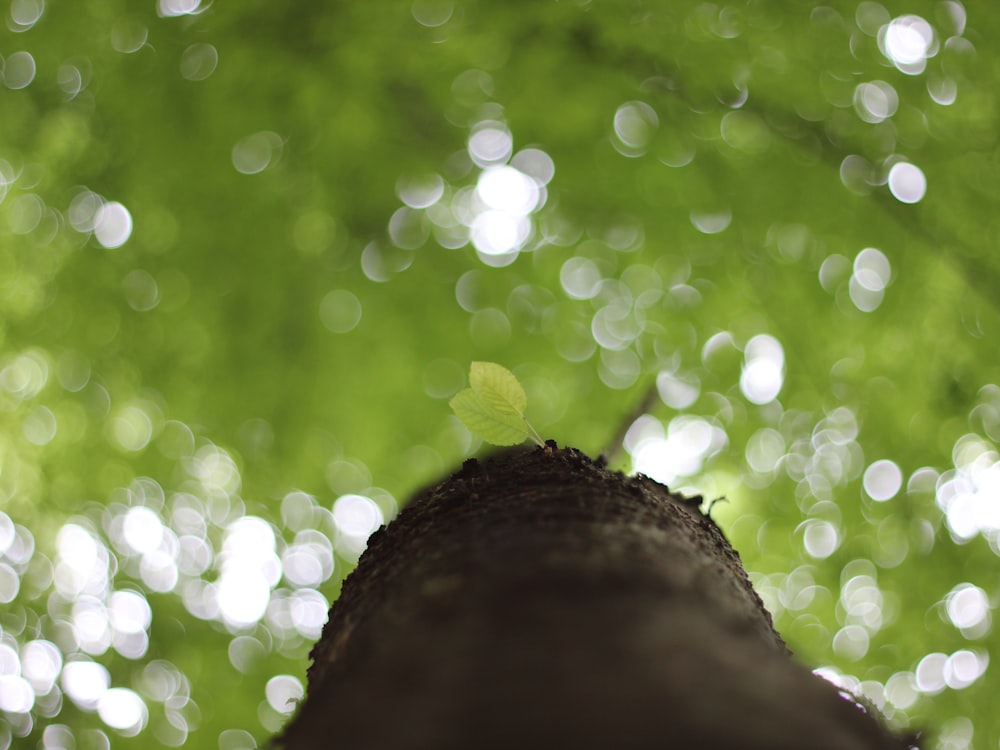 green-leafed tree