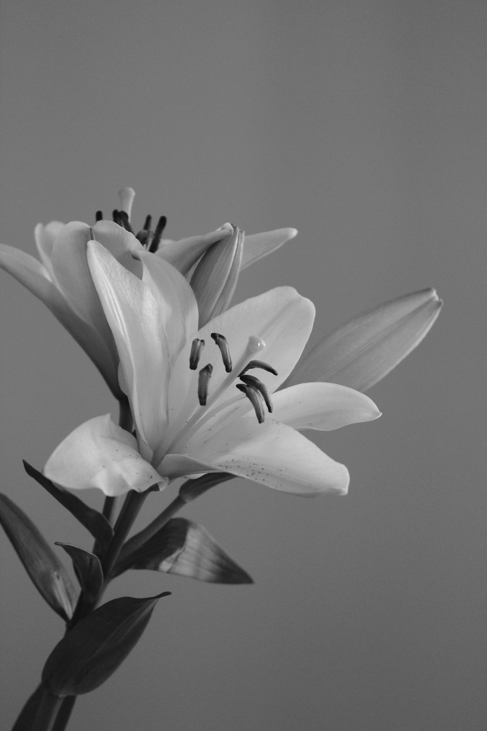 grayscale photography of lily flower
