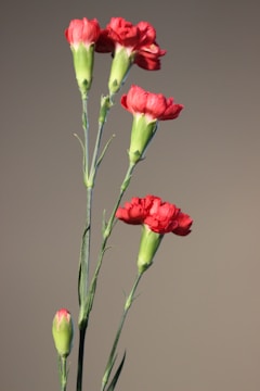 Several red carnations with green stems and unopened buds are arranged against a neutral backdrop. The flowers are in full bloom, showcasing delicate, ruffled petals.