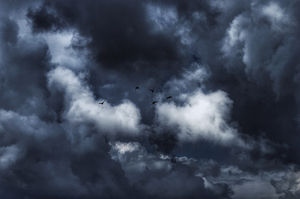 Flock Of Bird Flying Under Dark Dramatic Clouds Photo Free Image On Unsplash
