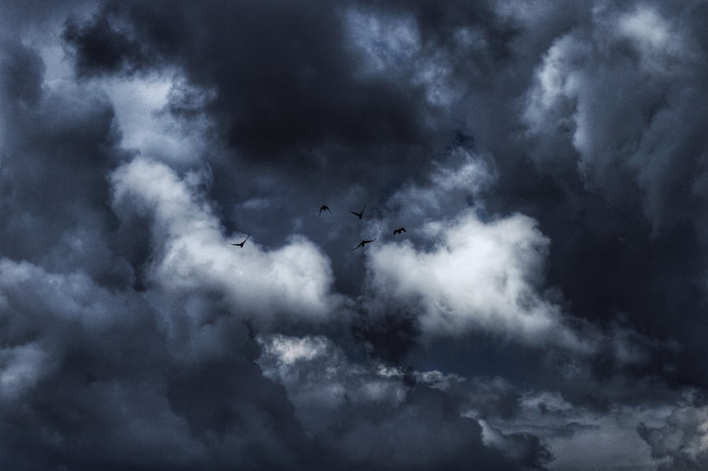 flock of bird flying under dark dramatic clouds