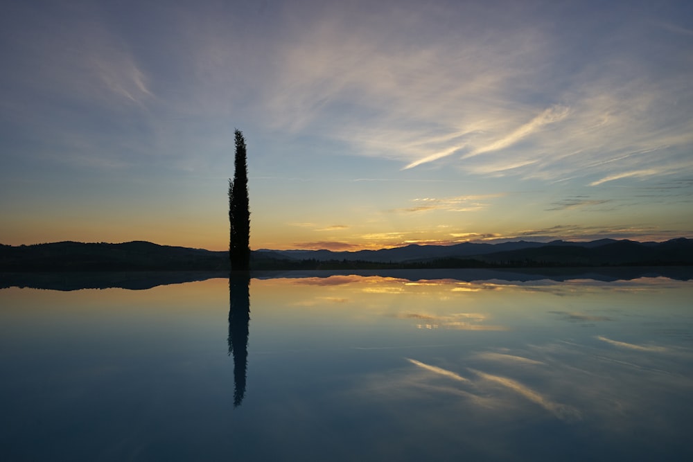 reflection photography of tree on water