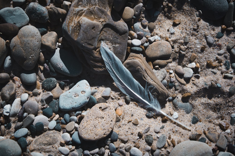 close-up photo of gray feather on rocks