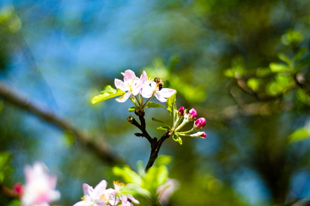 close-up photo of white petaled flower