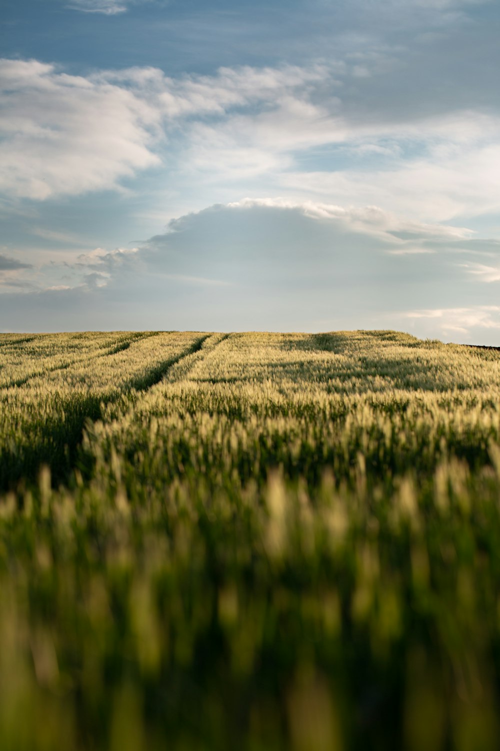 grass field