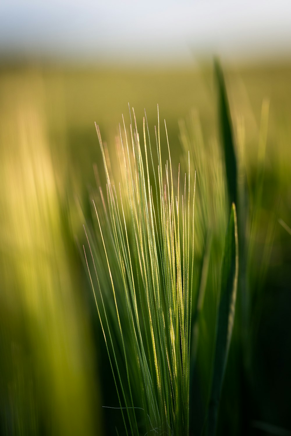 green grass