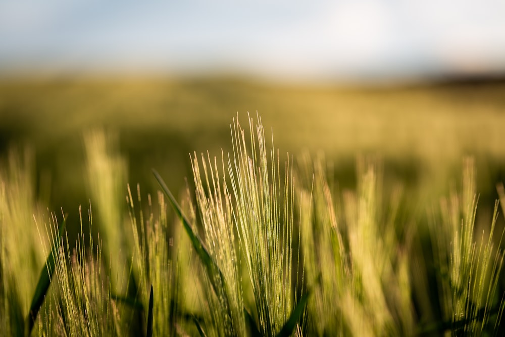 green grass field