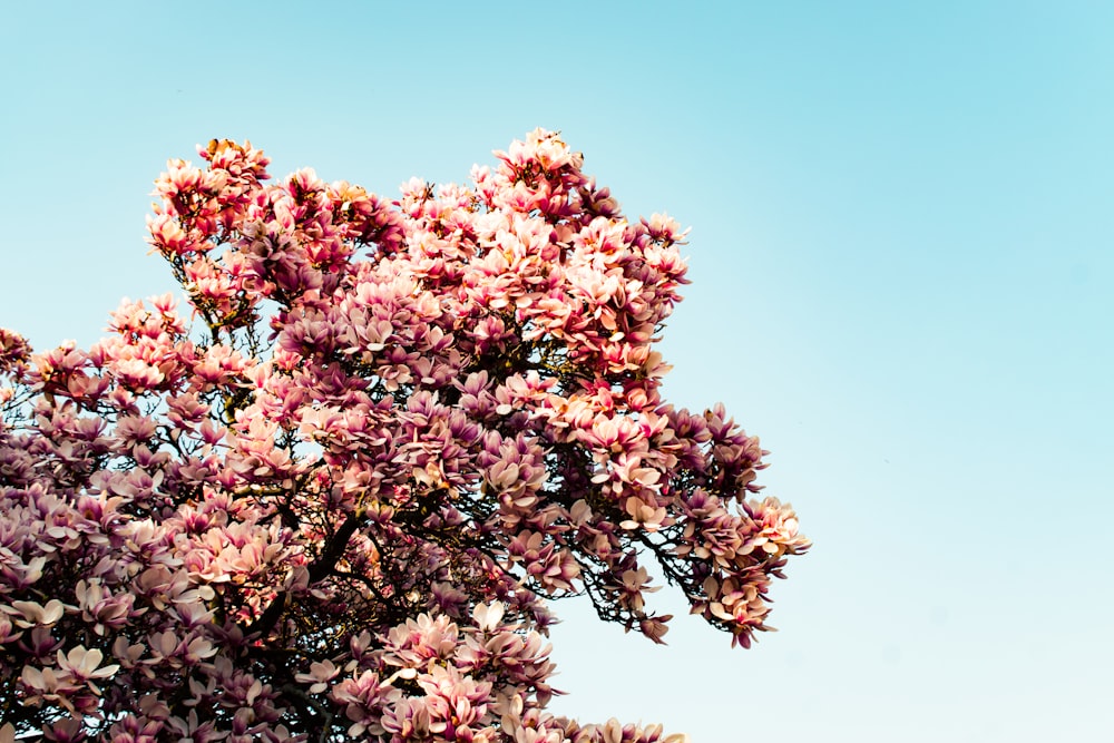 beige petaled flower tree