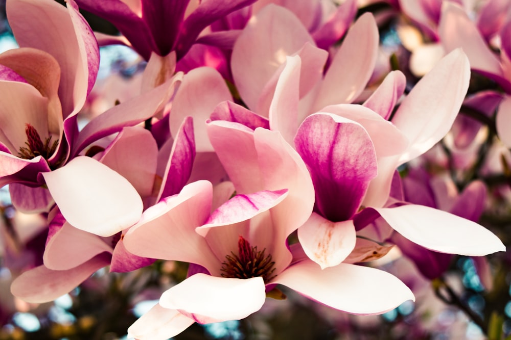 pink and white petaled flower bloom during daytime