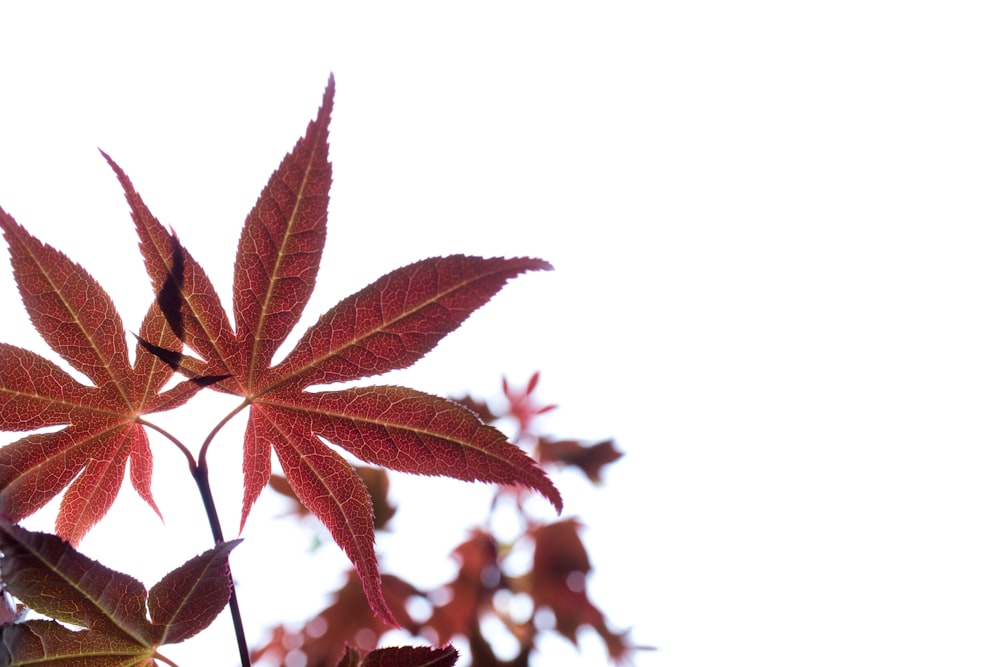 brown leaves