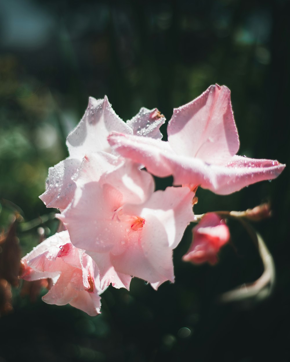 closeup photography of pink-petaled flowers