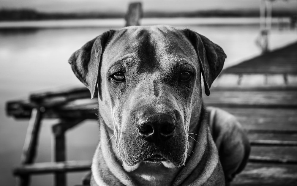 grayscale photo of dog