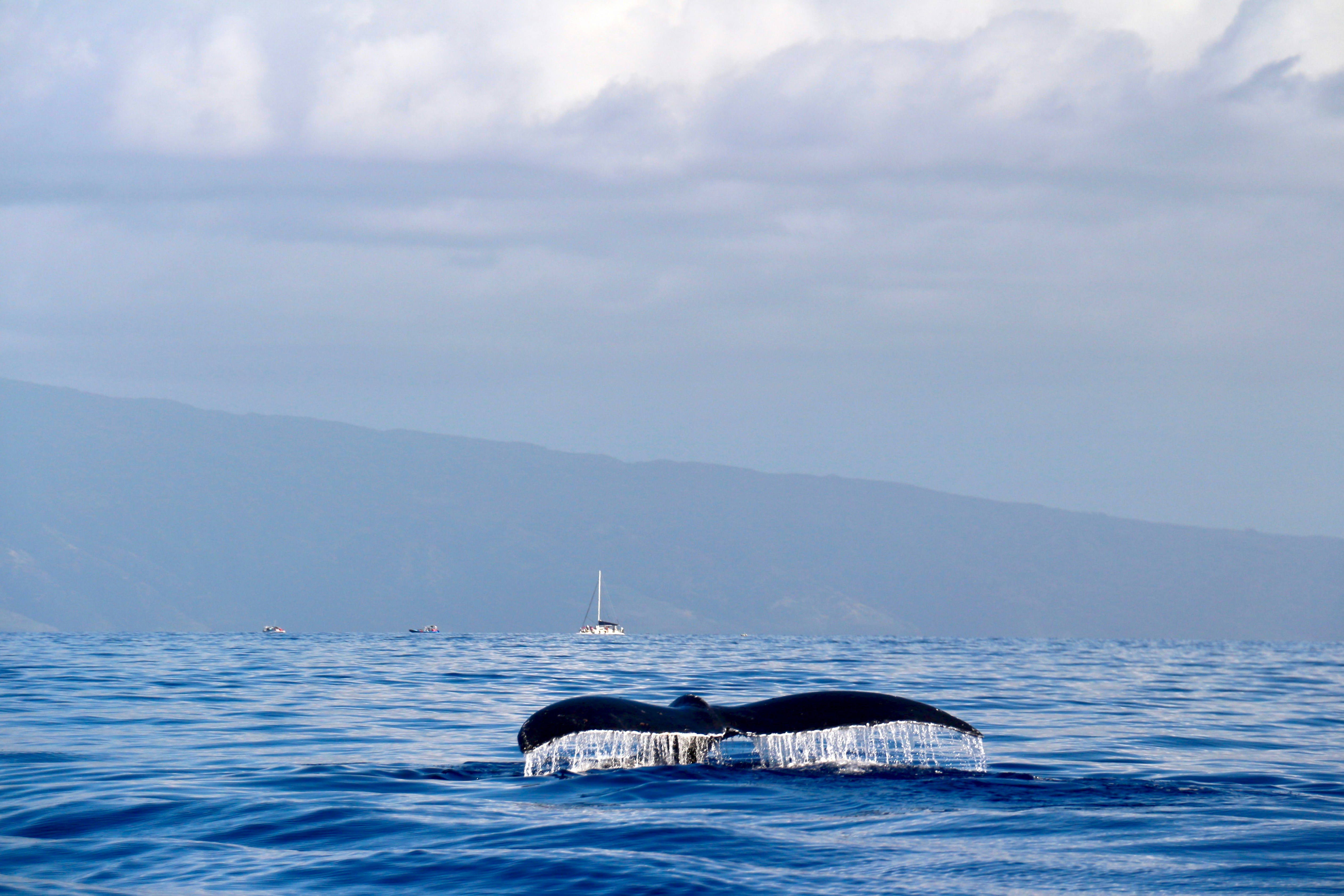 Couple deciding on a whale watch tour in Maui