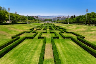 hedge maze