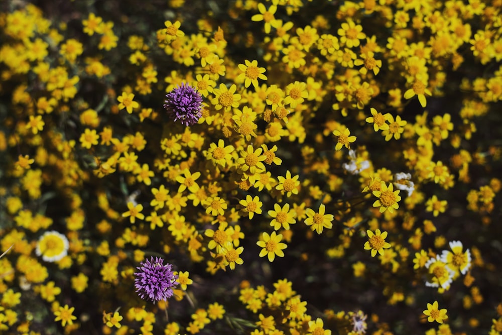 yellow flower field