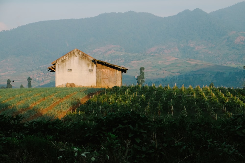 house on field with green plants at daytime