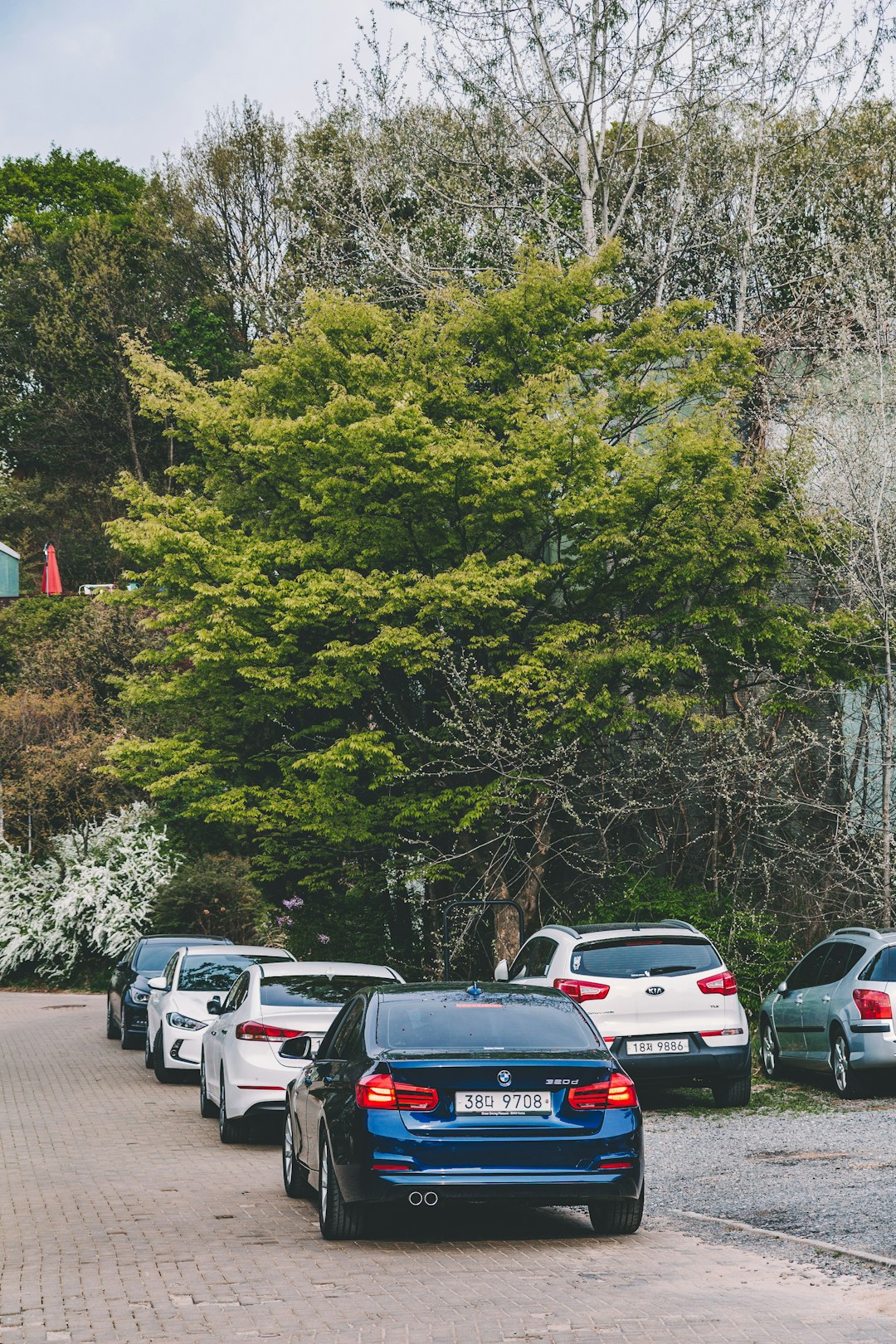 parked vehicles near trees