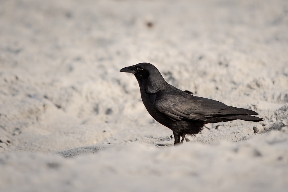 black crow on seashore