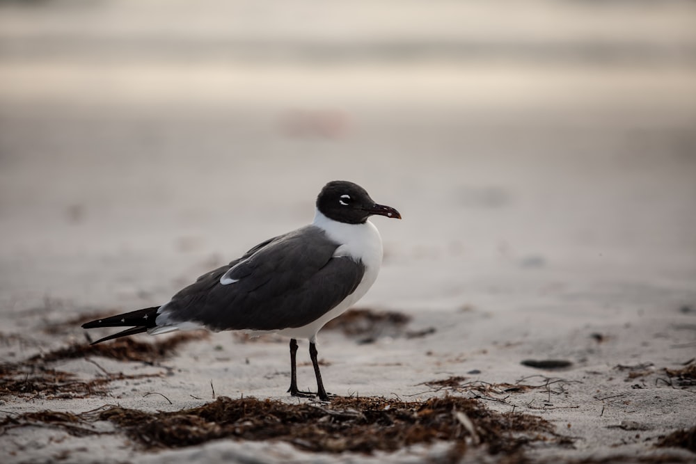 black and white small-beaked bird on ground