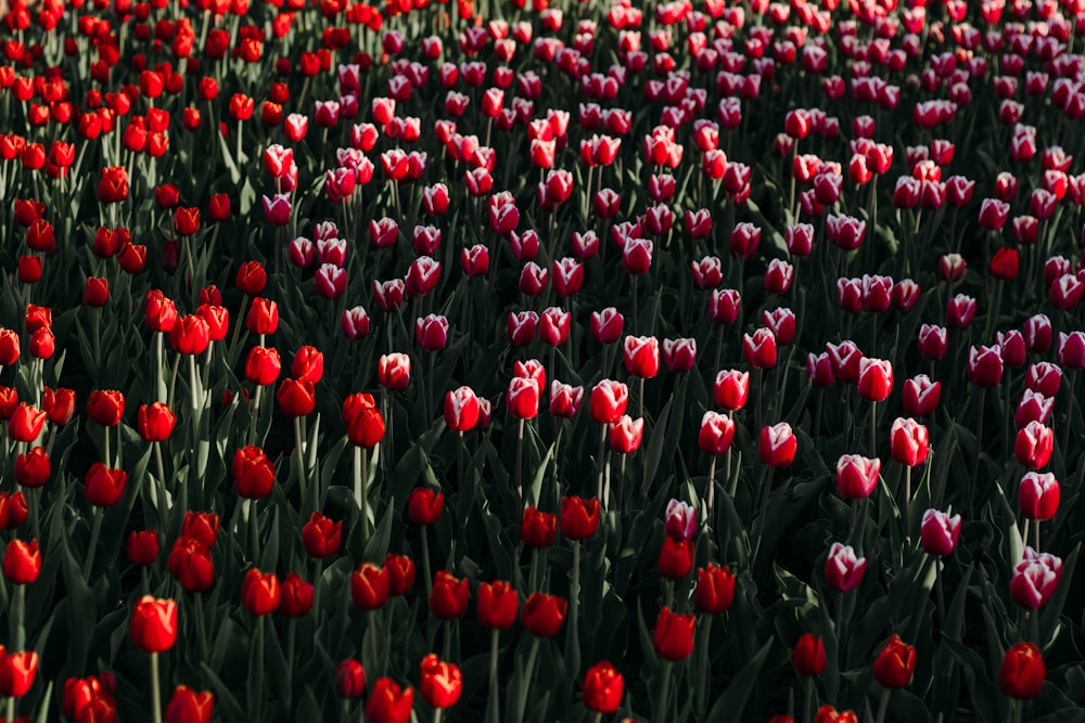 blooming red tulip flower field