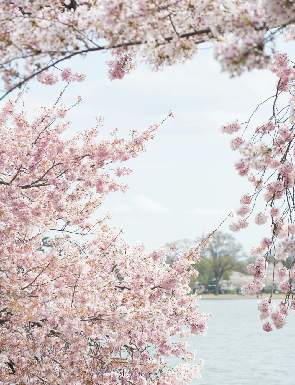 shallow focus photo of white and pink flowers